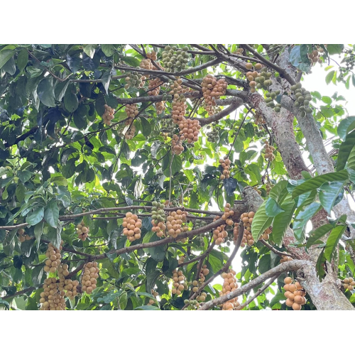 Những Trải Nghiệm Tại Tuấn Tường Trong Mùa Dâu Hạ Châu Này